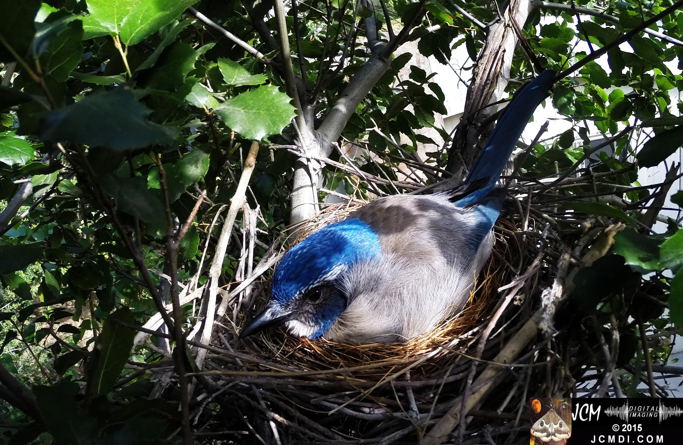 Scrub Jay Nest Documentary GoPro Hero3+ Black polecam 4-4-2015 Santa Clarita JCMDI.COM